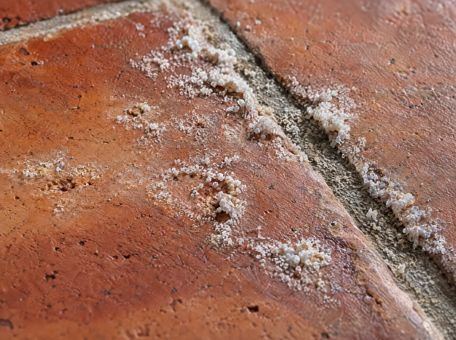 White efflorescence crystals along a Saltillo tile grout joint in a Tampa home