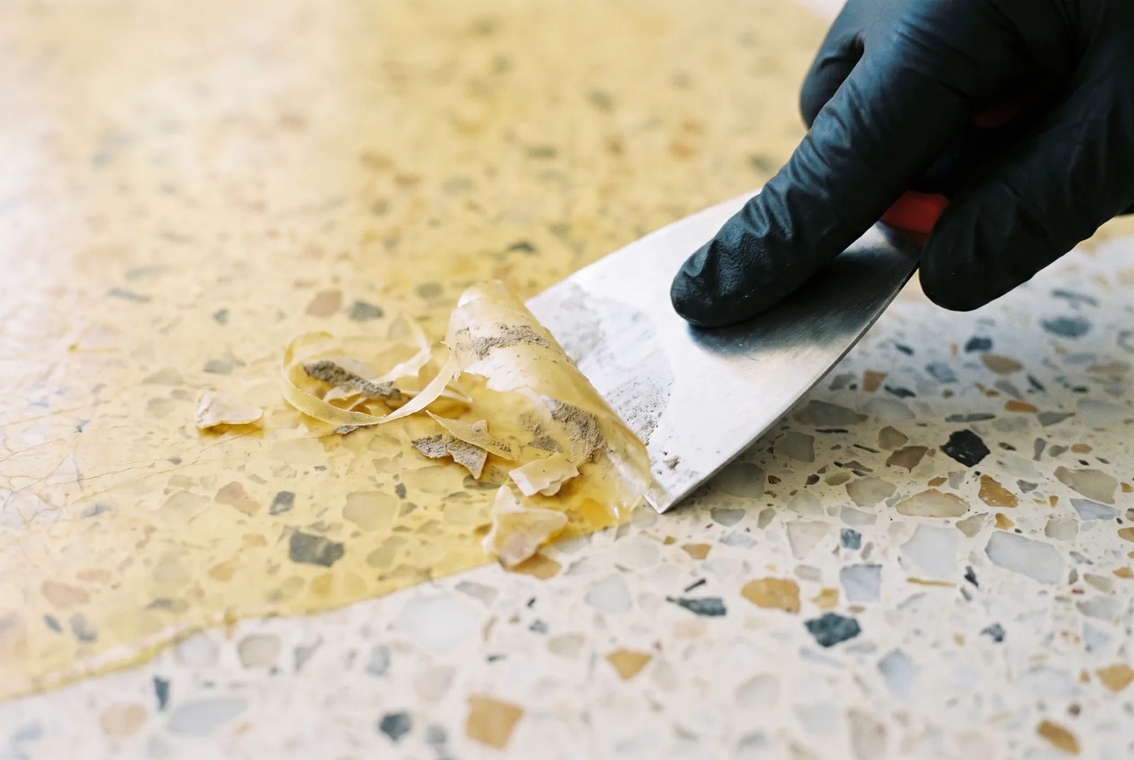 Terrazzo restoration in Tampa: a yellowed coating lifted off a terrazzo floor with a scraper, the clean chip surface showing beside it